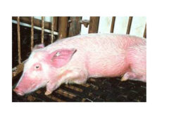 ആഫ്രിക്കന്‍ പന്നിപ്പനി :പാലക്കാട് നാല് പഞ്ചായത്തുകളില്‍ പന്നിയിറച്ചി വില്‍പ്പനയ്ക്ക് നിരോധനം