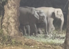 ശബരിമല ഉരക്കുഴി ഭാഗത്ത്‌ കാട്ടാനക്കൂട്ടമിറങ്ങി :ഭക്തർക്ക് മുന്നറിയിപ്പ് നല്‍കി