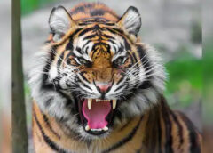 കടുവ ഇറങ്ങി: വയനാട്ടിലെ രണ്ട് പഞ്ചായത്തുകളിലെ വാര്‍ഡുകളില്‍ സ്കൂളുകൾക്ക് ഇന്ന് അവധി